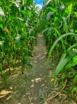 Corn Maze Path