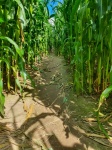 Corn Maze Path