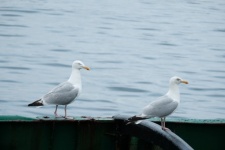 Couple Of Gulls