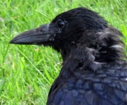 Crow Up Close