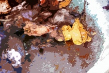 Cutout Image Of Dead Leaves