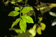 Cutout Image Of Leaves In A Garden