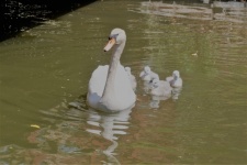 Swan Swimming With Her Chicks