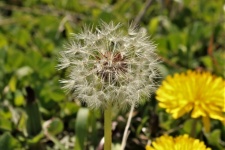 Dandelion Seed Head Close-up