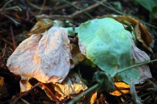 Decaying Cabbage Leaves In Compost