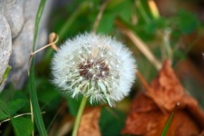 Delicate White Dandelion Seed Fluff