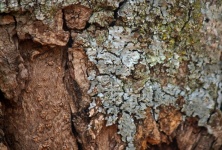 Detail On Trunk Of Tree With Lichen