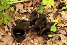 Devil&039;s Urn Fungus In Leaves