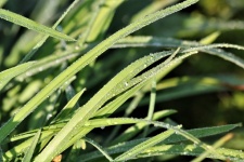 Dew Covered Blades Of Grass