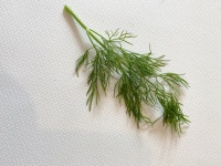 Dill Sprig One
