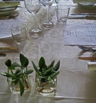 Dinner Table With Succulent