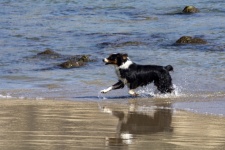 Dog At Beach