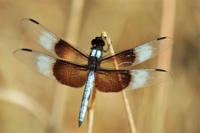 Dragonfly On Reed Close-up