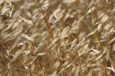 Dried Blonde Grasses Background