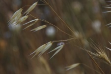 Dried Textured Grasses