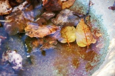 Dry Leaves In Water
