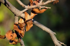 Dry Pecan Nut Tree Leaves In Winter