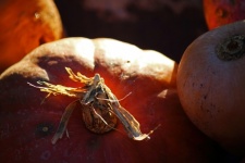 Dry Stalk On A Ripe Pumpkin
