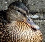 Duck And Plumage