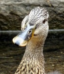 Duck Giving Me A Funny Look