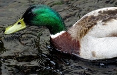 Duck Up Close In Pond