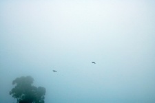 Eerie Misty Atmosphere With Birds