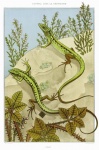 Lizard Reptile Art Vintage