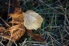 Fallen Bleached Cape Gooseberry