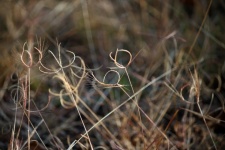 Feathery Curved Dry Grass Seed Tuft