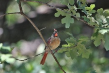Female Cardinal On Tree Branch