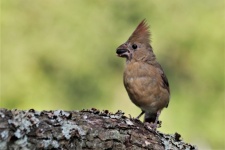 Female Juvenile Cardinal With Seed