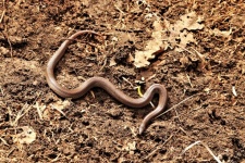 Female Ring-necked Snake In Dirt