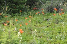 Field Of Orange Fire Lilies