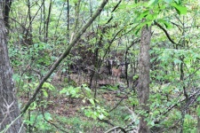 Find The Fawn
