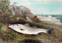 Fish Perch Vintage Art