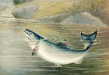 Fish Salmon Vintage Art