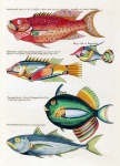 Fish Art Vintage Indonesia