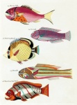 Fish Art Vintage Indonesia