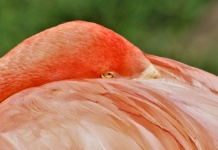 Flamingo With Head Between Wings