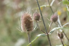 Withered Thistle Flowers