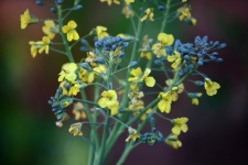 Flowers & Buds Of Bolting Broccoli