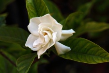 Fragrant White Gardenia Flower
