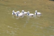 Sibling Of Little Swans