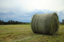 Freshly Cut And Rolled Bale Of Hay