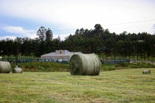 Freshly Cut Bale Of Hay On Farm
