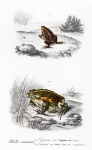 Frog Reptile Vintage Art