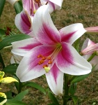 Garden Lily Flower