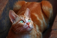 Ginger Cat With Green Eyes Looking