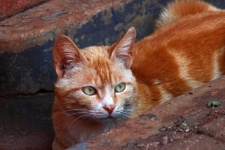 Ginger Cat With Green Eyes