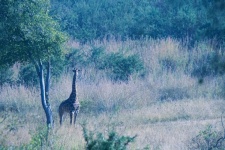 Giraffe In Africa In Grassland